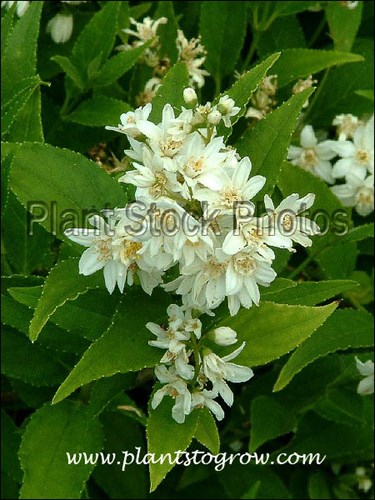 Slender Deutzia (Deutzia gracilis)